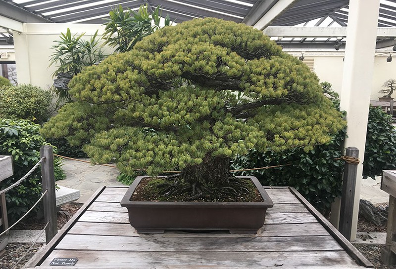 Man nhan cay bonsai 391 nam tuoi khien nguoi xem sung sot-Hinh-6